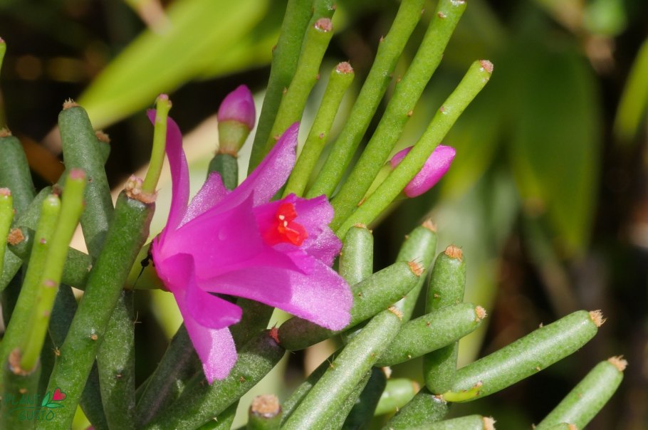 Хатиора солеросовая