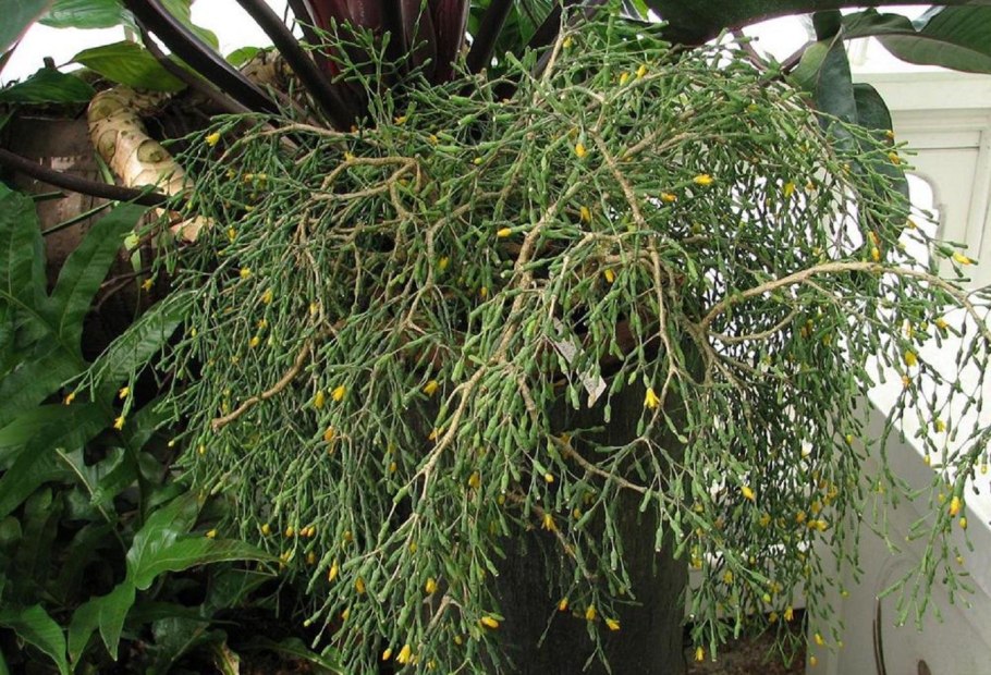 Цветок хатиора цветение