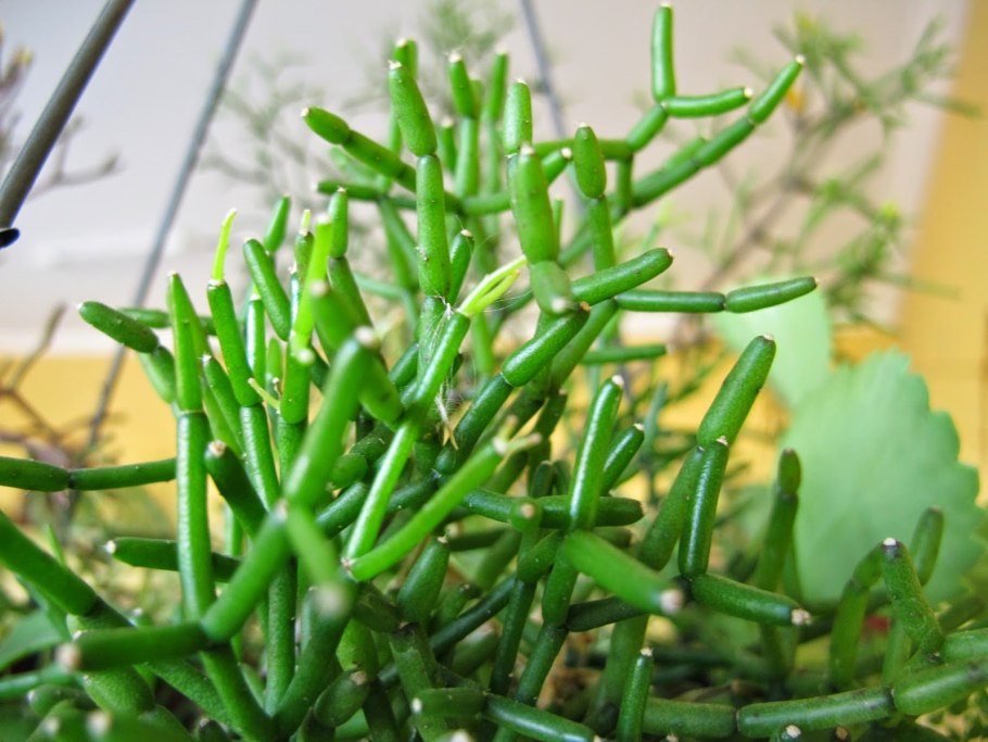 Salicornia europaea