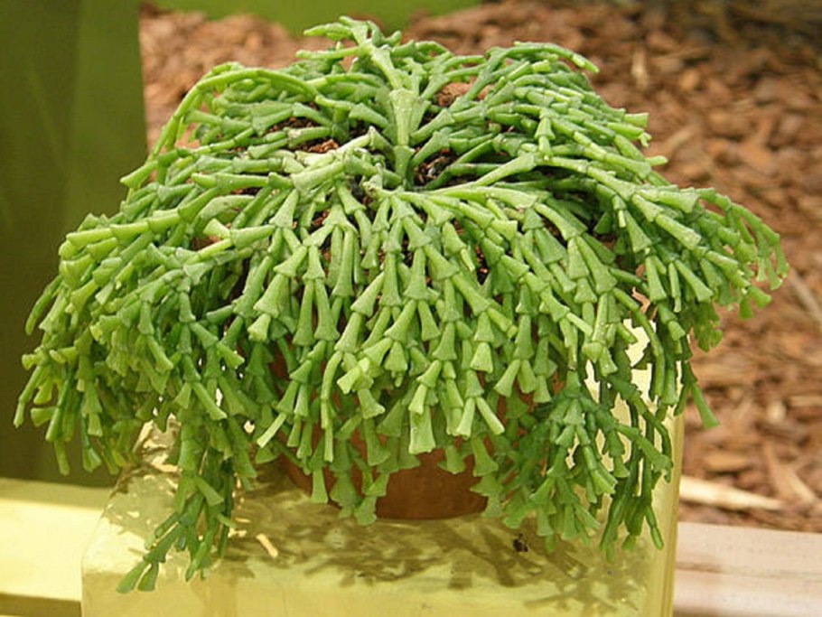 Хатиора палочник