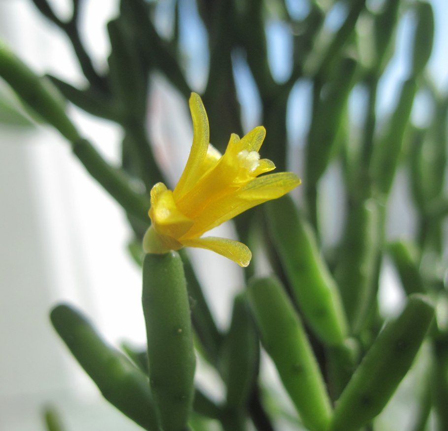 Хатиора солянковидная