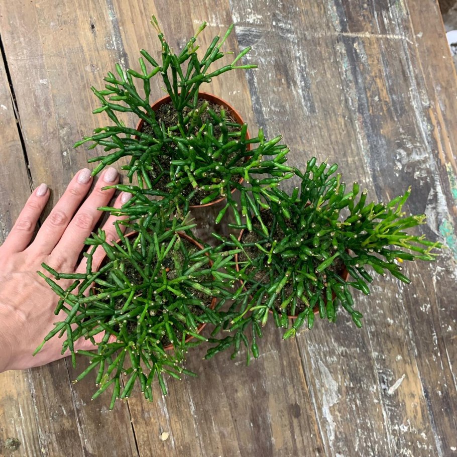 Кактус хатиора