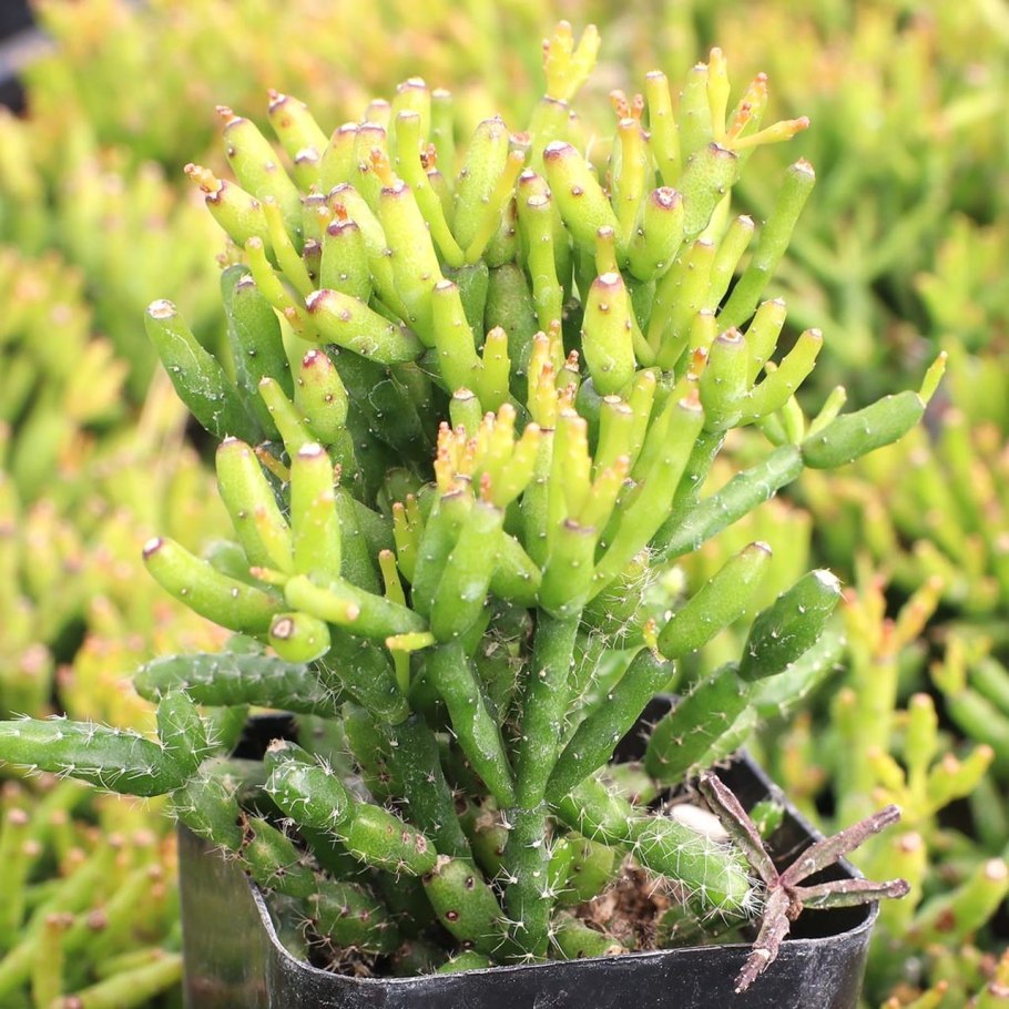 Рипсалис Барчела (Rhipsalis burchellii)