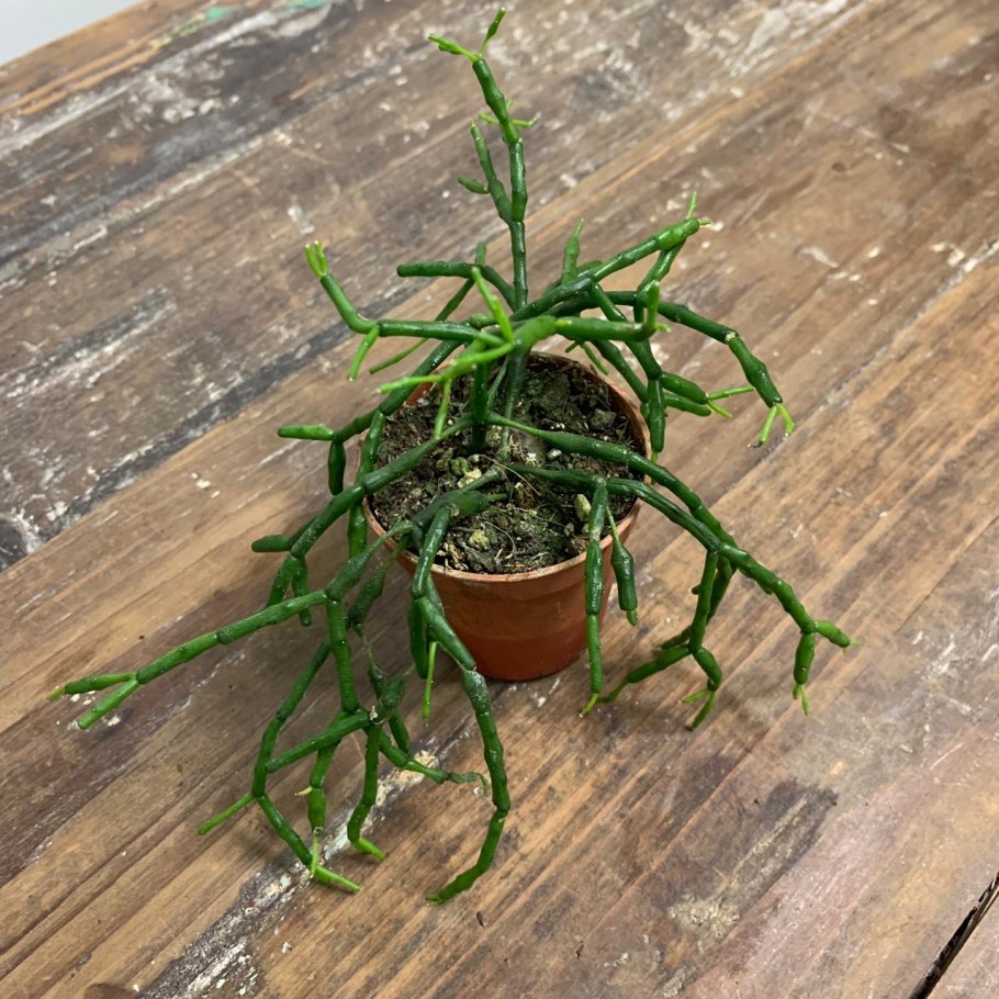 Хатиора Гертнера