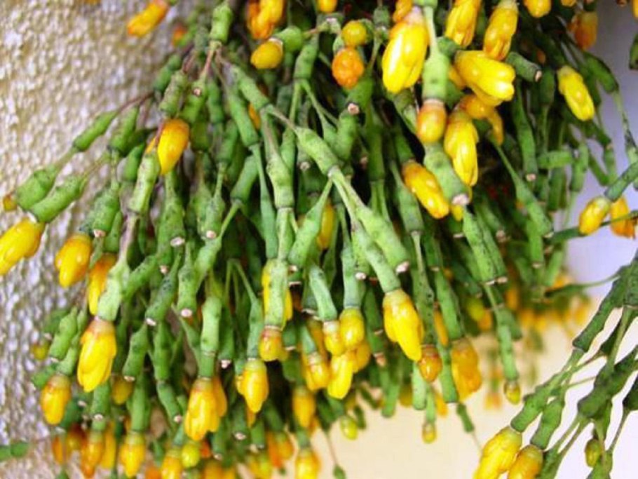 Хатиора ампельная