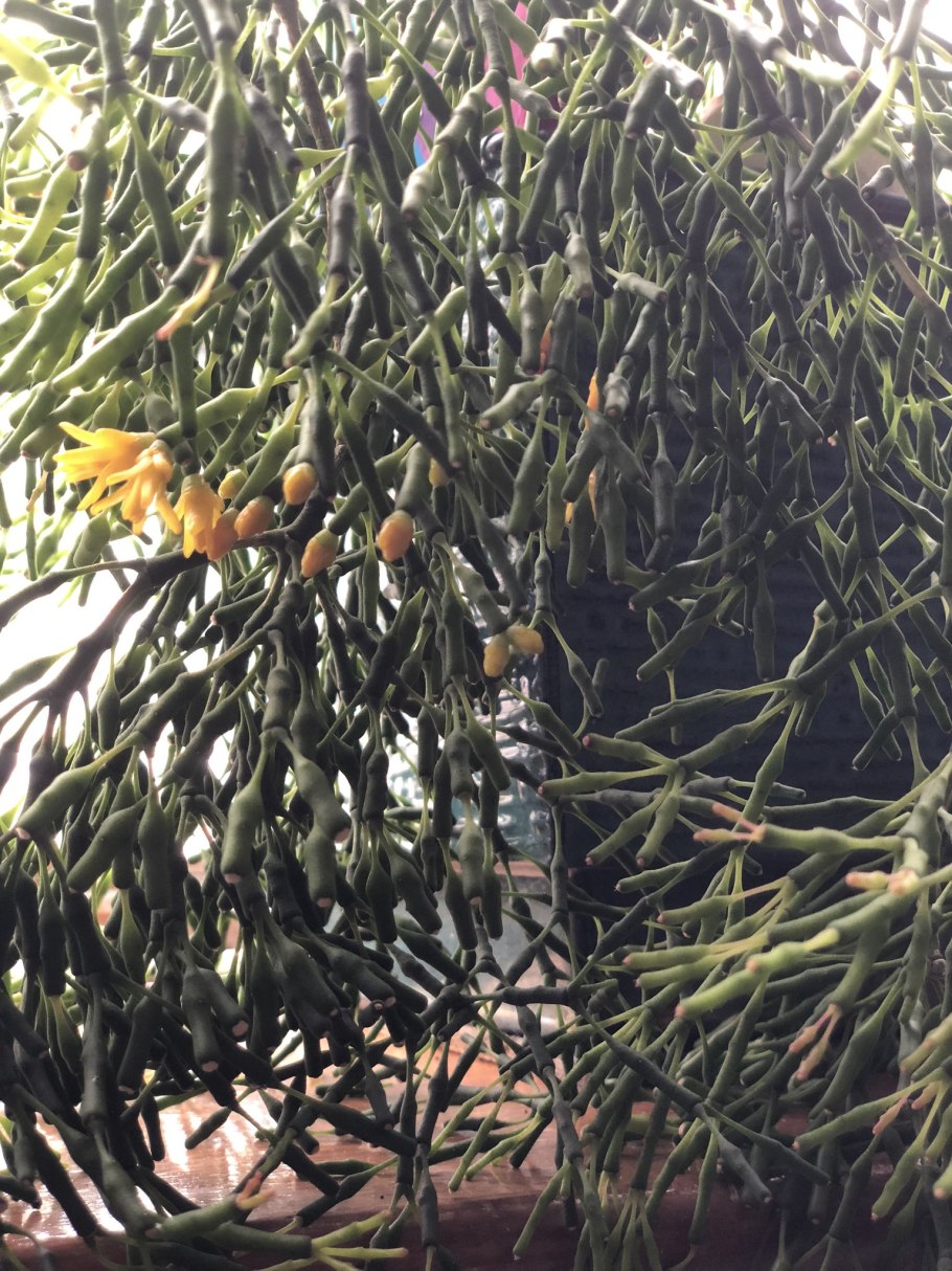 Цветок хатиора солеросовая