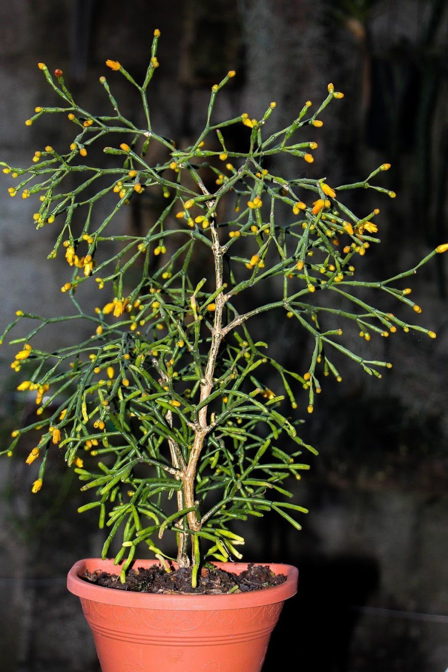 Хатиора Гертнера