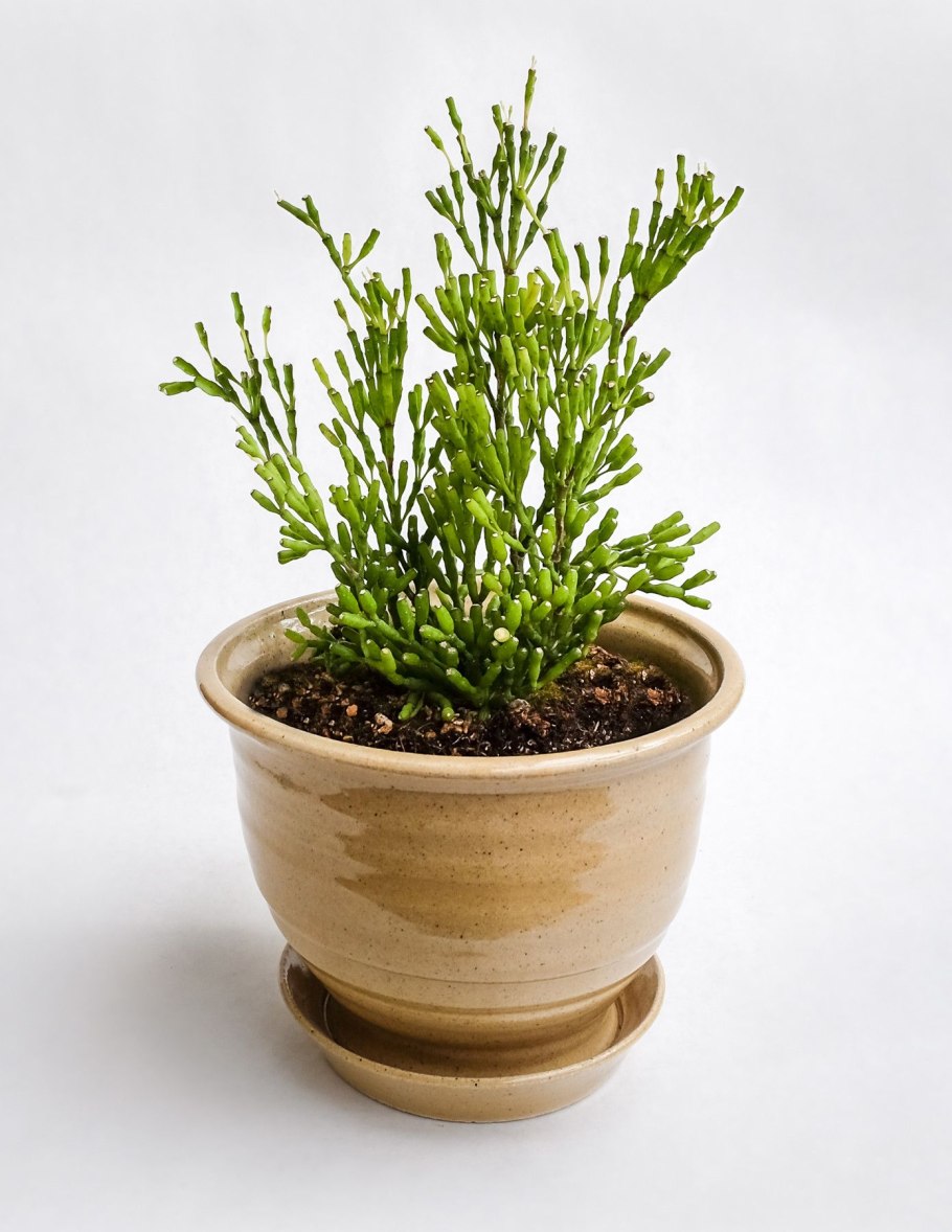 Рипсалис baccifera