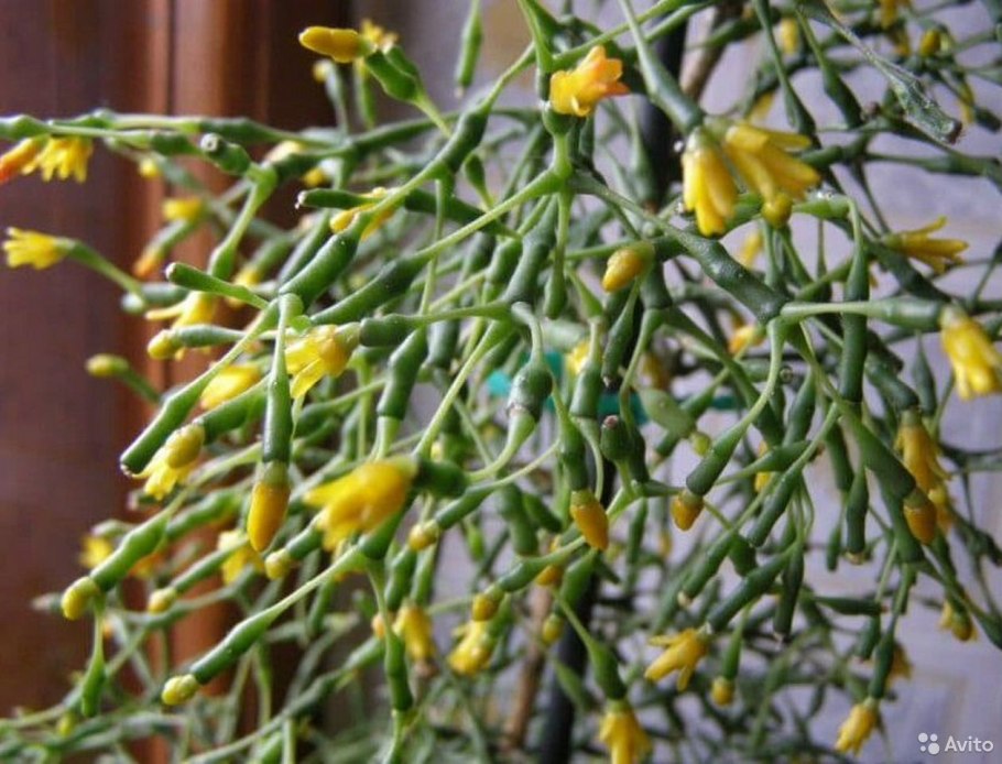 Хатиора оленьи рожки