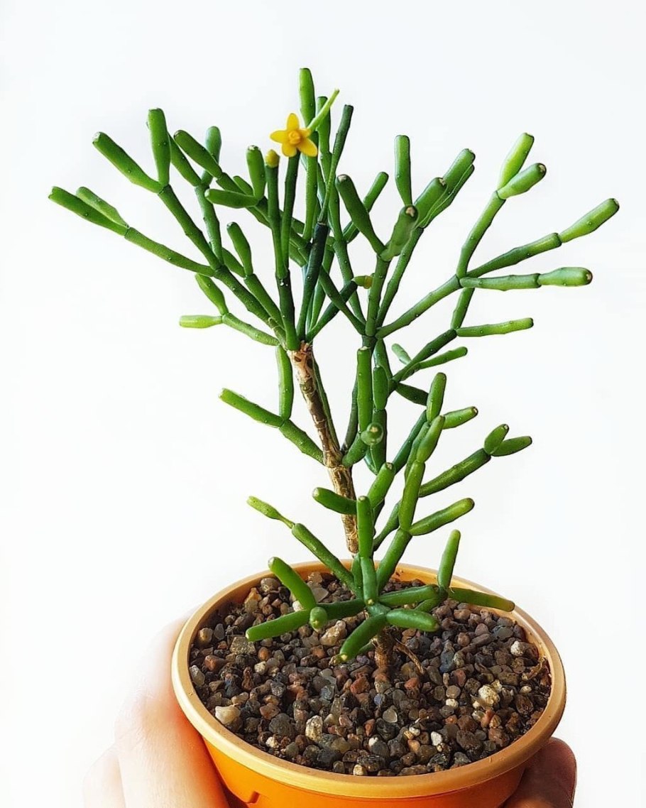 Хатиора бамбуковидная