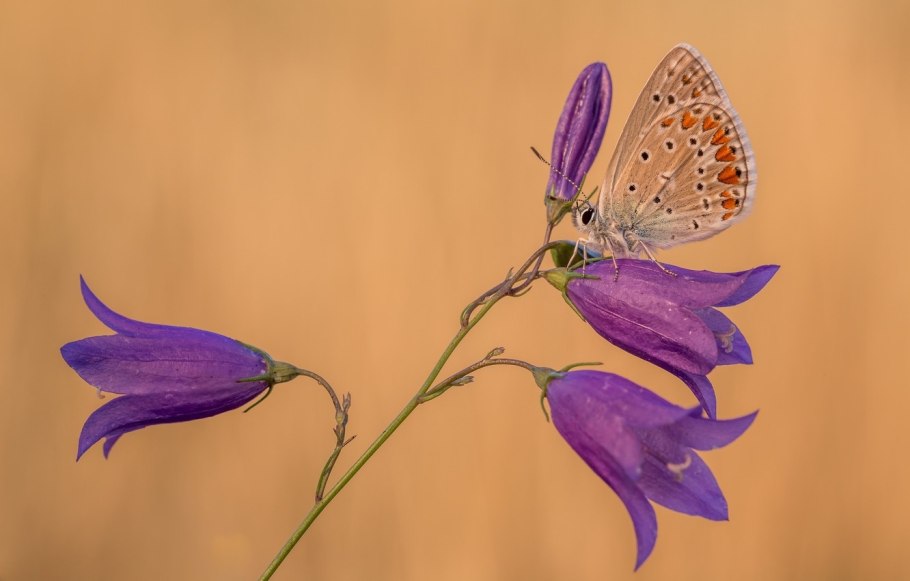 Большие колокольчики цветы название