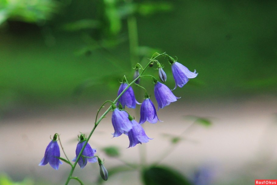 Колокольчик растения из семейства колокольчиковых