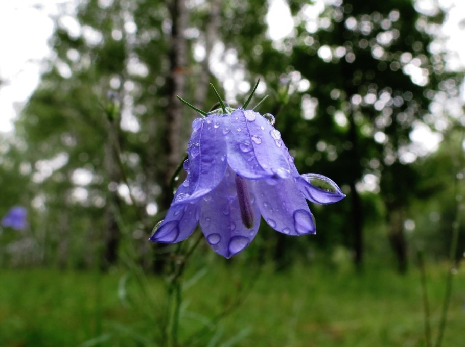 Колокольчик листья