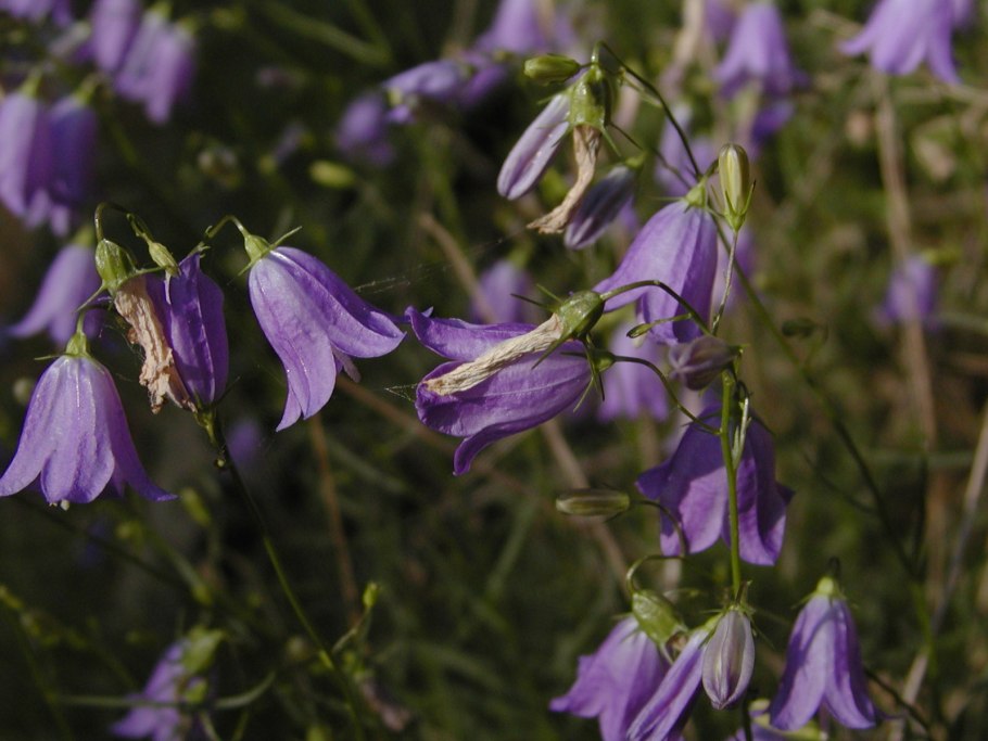 Колокольчик