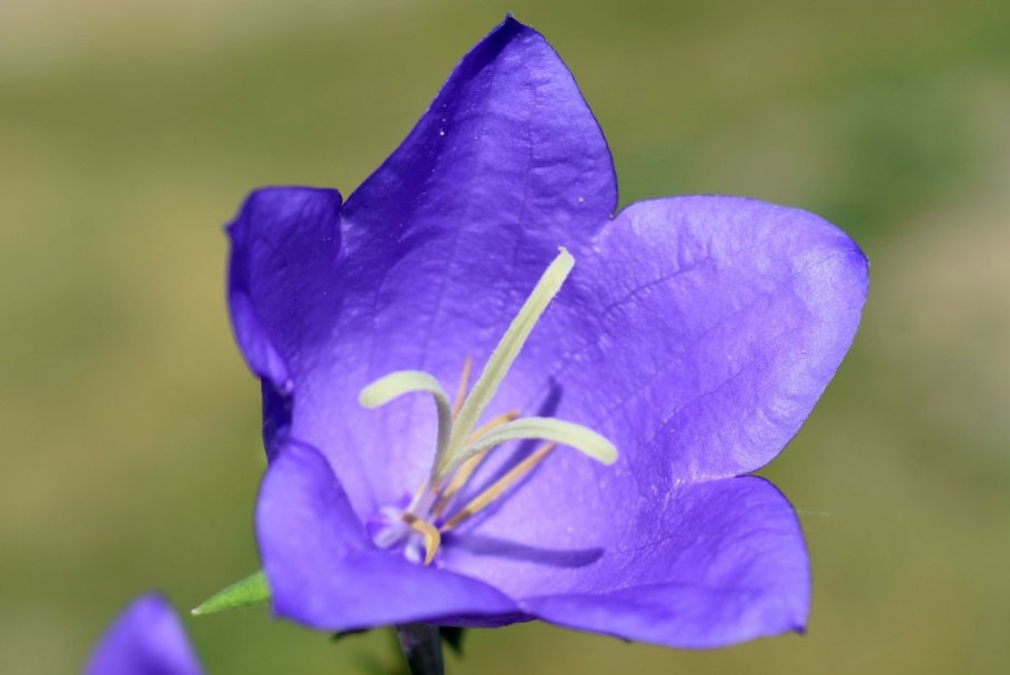 Колокольчик персиколистный Церулеа