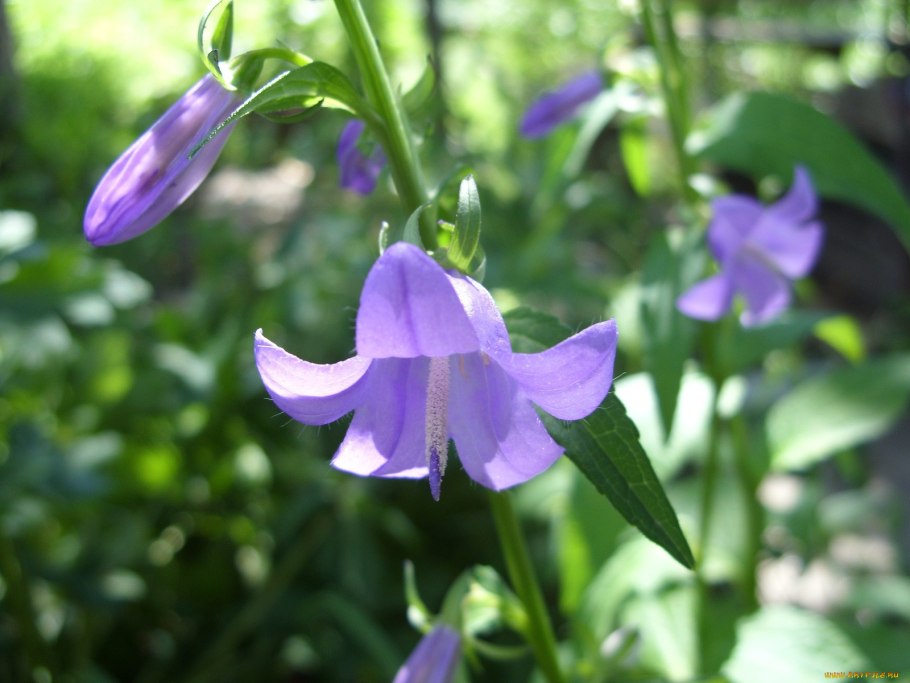Колокольчик Лесной цветок