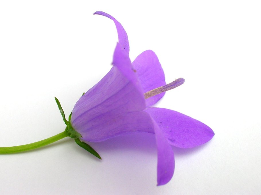 Колокольчик кампанула фон