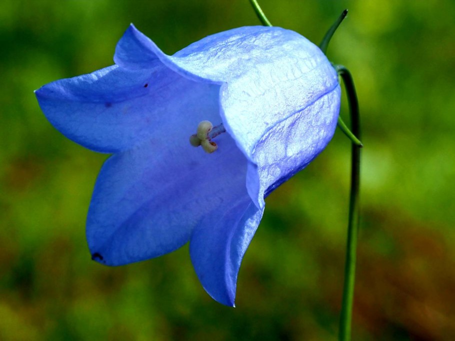 Колокольчик цветок маскарад