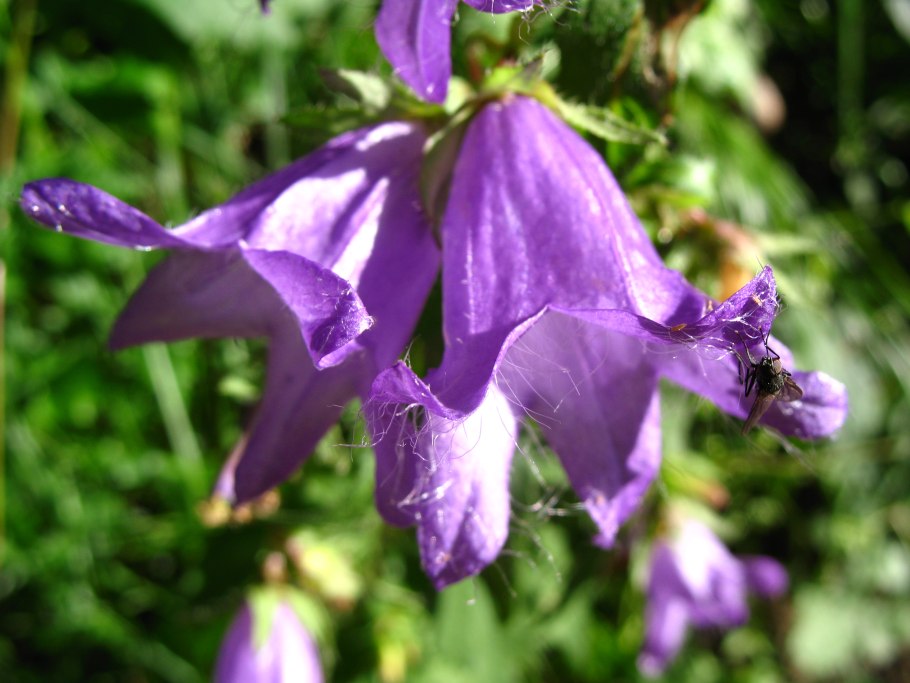 Французский колокольчик цветок