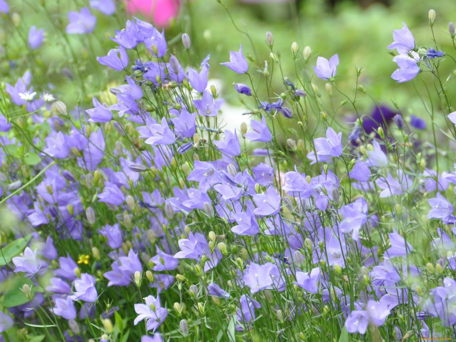 Колокольчик полевой цветок