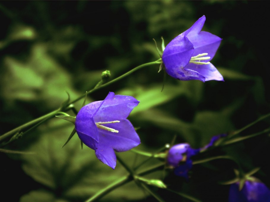 Кампанула синий колокольчик