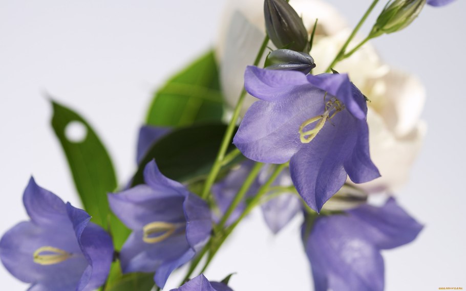 Колокольчик Пржевальского