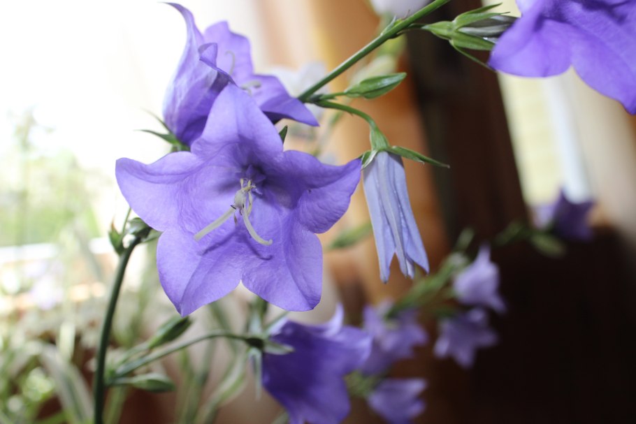 Растение колокольчик