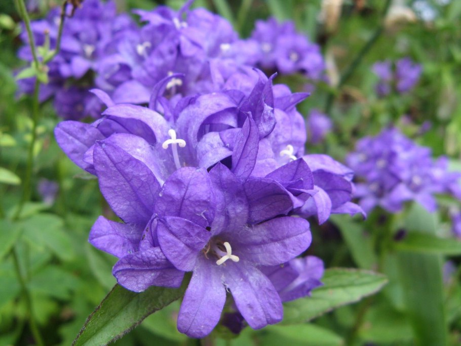 Колокольчик скученный campanula glomerata