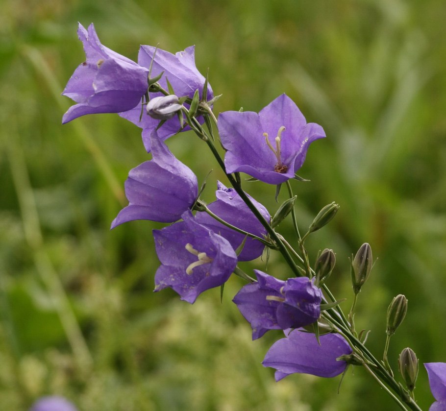 Колокольчик персиколистный (campanula persicifolia l.)