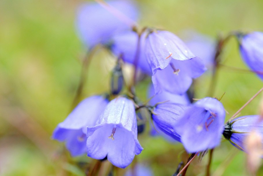 Колокольчик полевой цветок