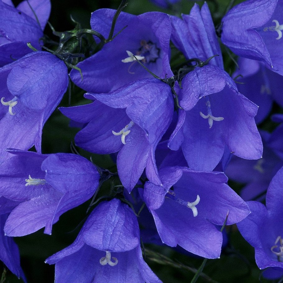 Колокольчик персиколистный (Campanula persicifolia &#96;Takion Blue&#96;)