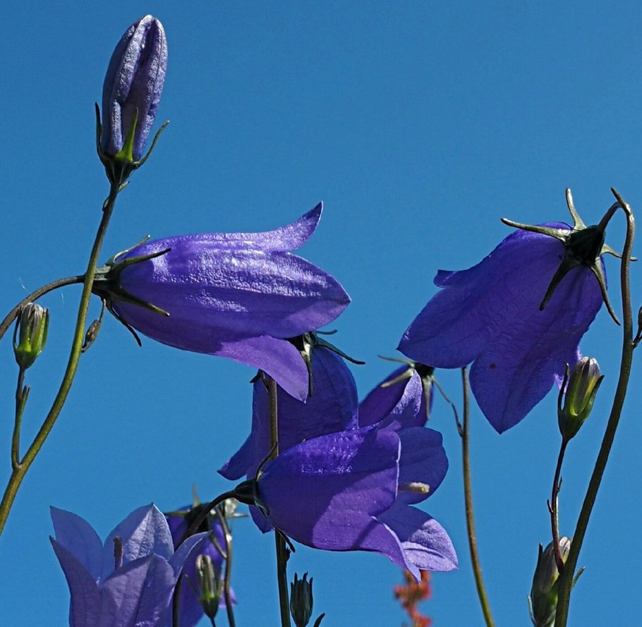 Осенние колокольчики цветы