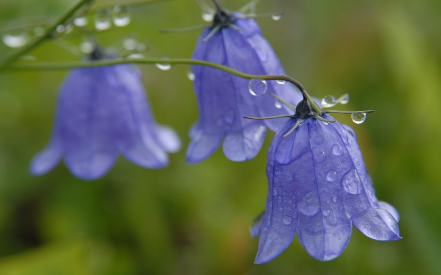 Колокольчик растения из семейства колокольчиковых