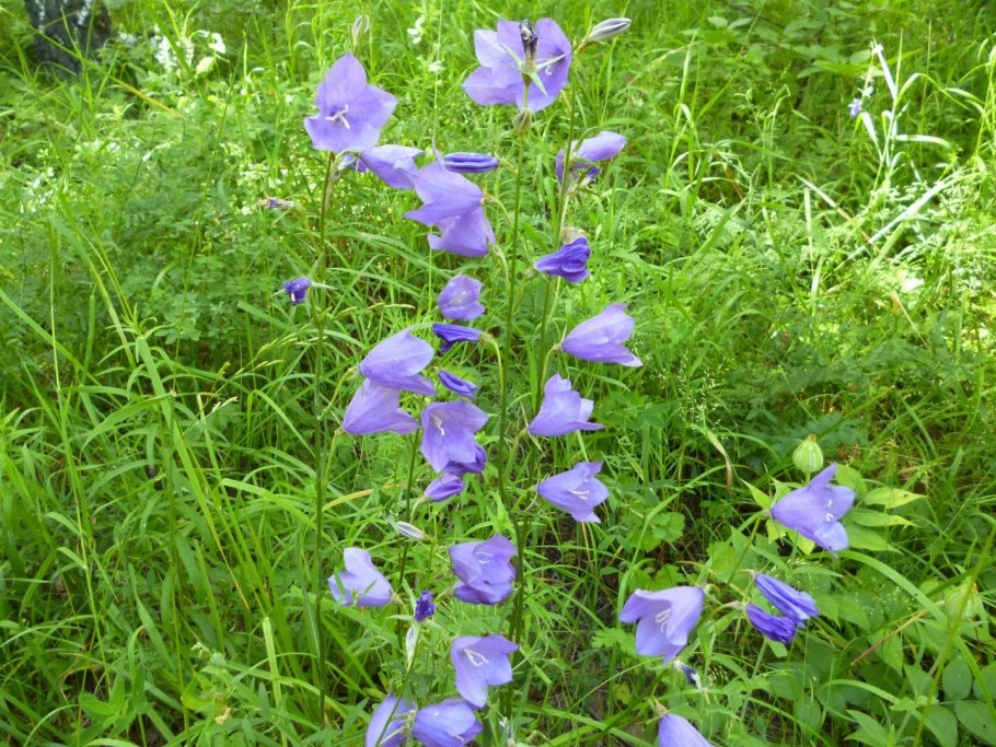 Колокольчик персиколистный caerulea