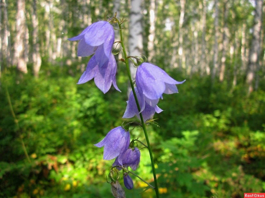 Лесной колокольчик
