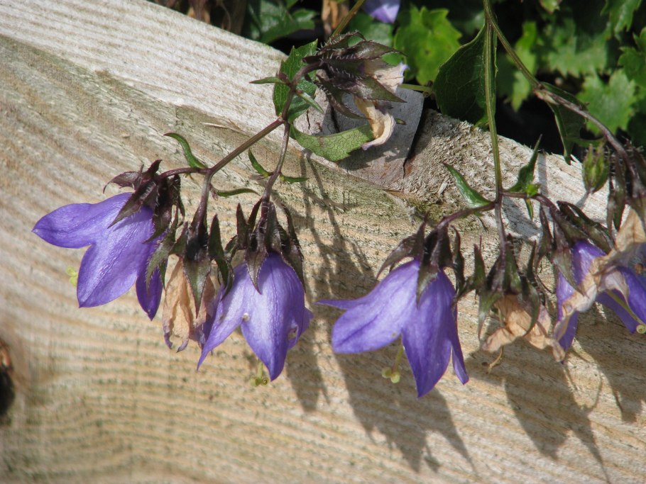 Колокольчики на палочке