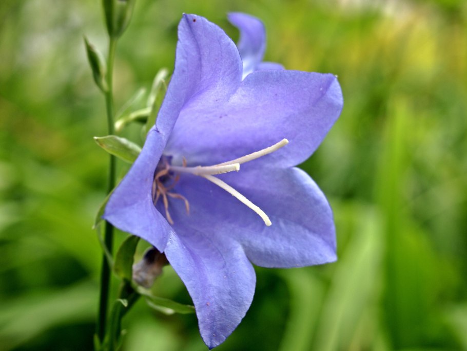 Крамер колокольчики