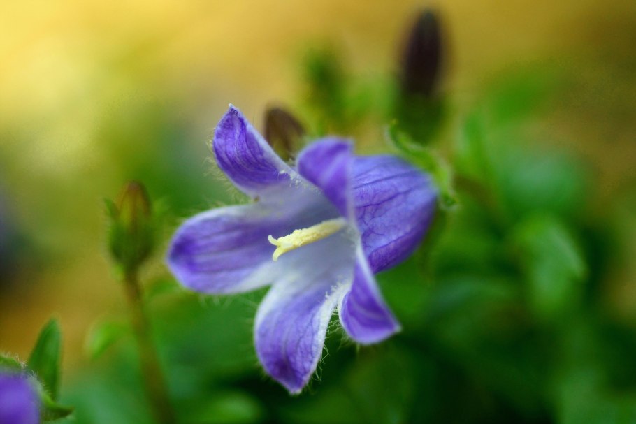 Колокольчик рапунцелевидный (campanula rapunculoides l.)