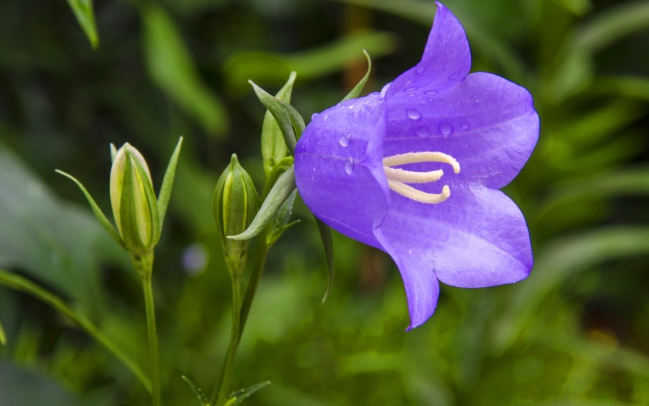 Campanula rotundifolia