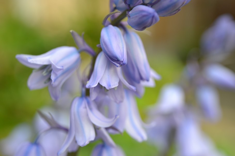 Bluebell blue' bell
