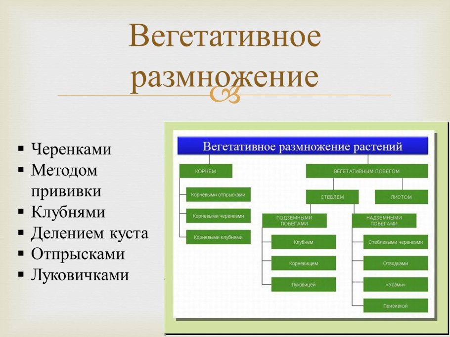 Вегетативное размножение цветка