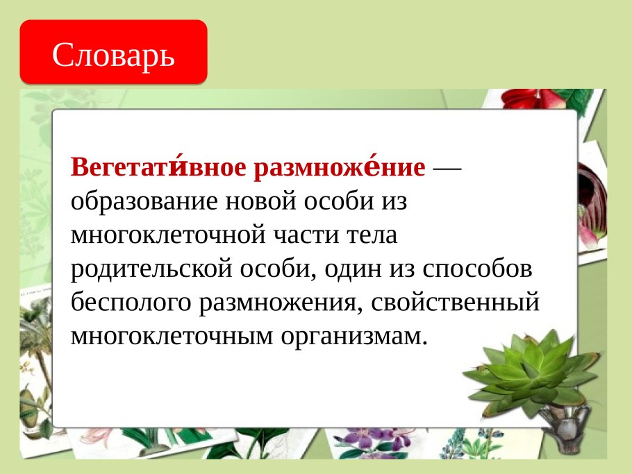 Размножение клубнями