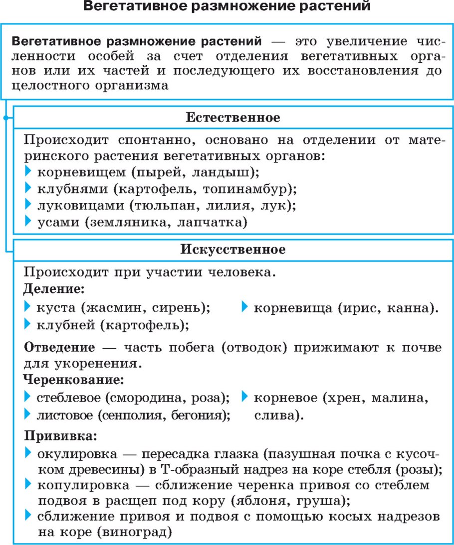 Вегетативное размножение стеблевые черенки