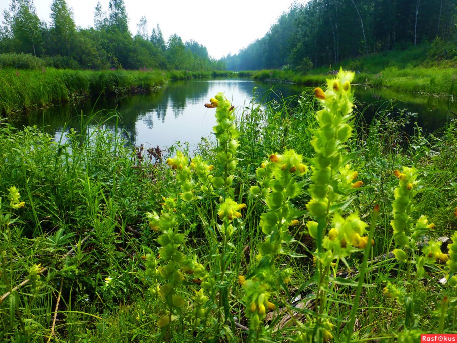 Погремок обыкновенный