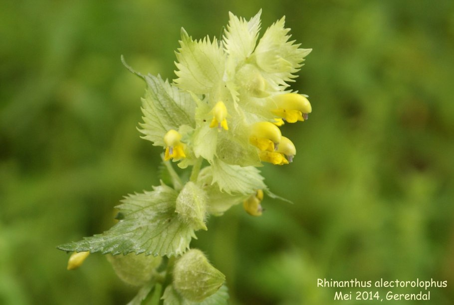 Погремок, Марьянник Луговой