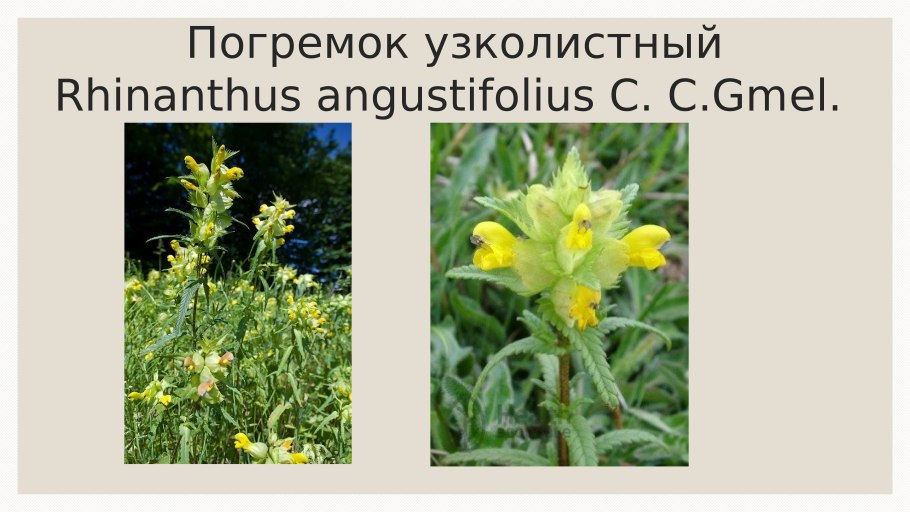 Погремок, Марьянник Луговой