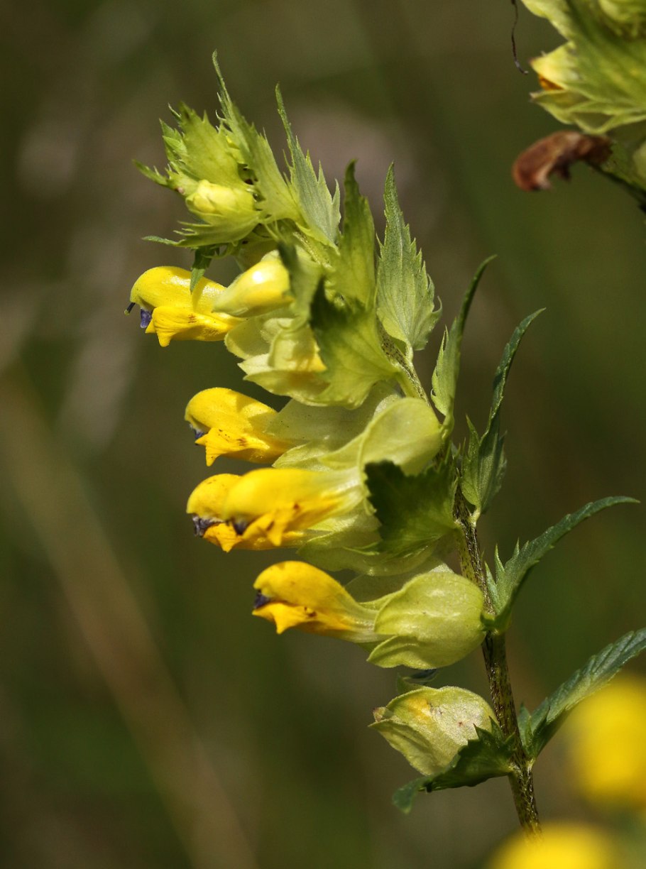 Погремок Rhinanthus Major