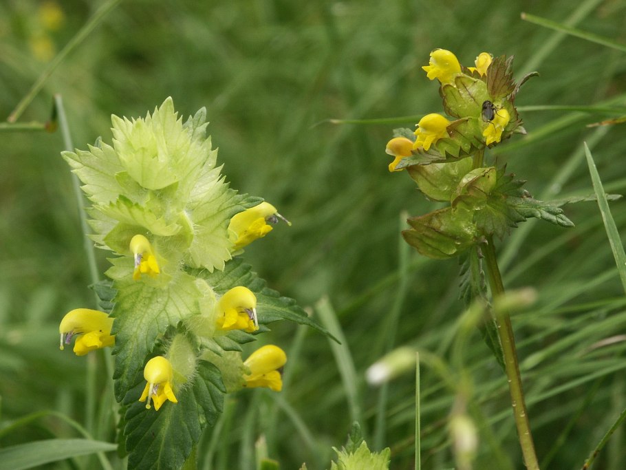 Погремок большой сорняк