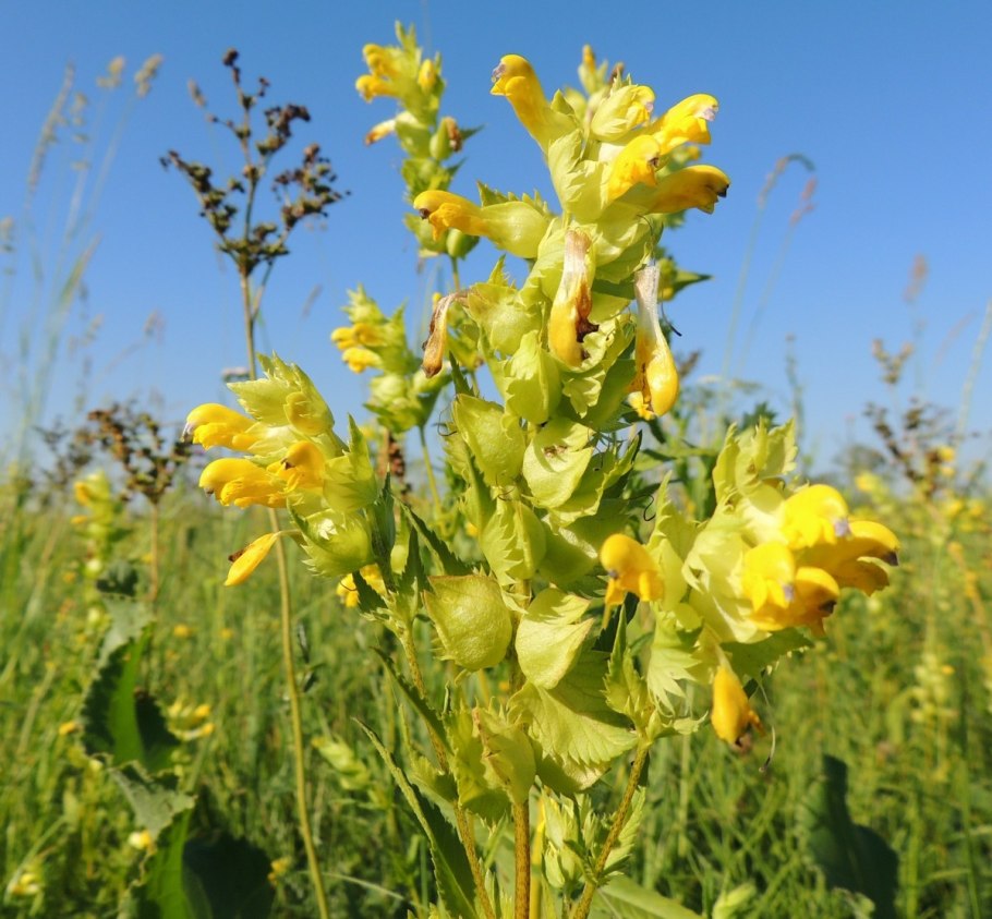 Rhinanthus serotinus