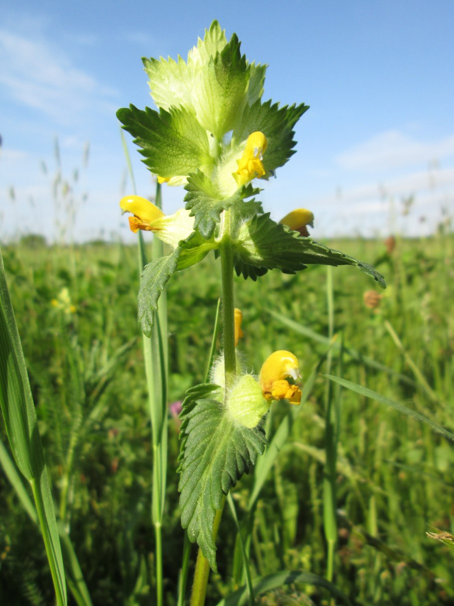Погремок Луговой